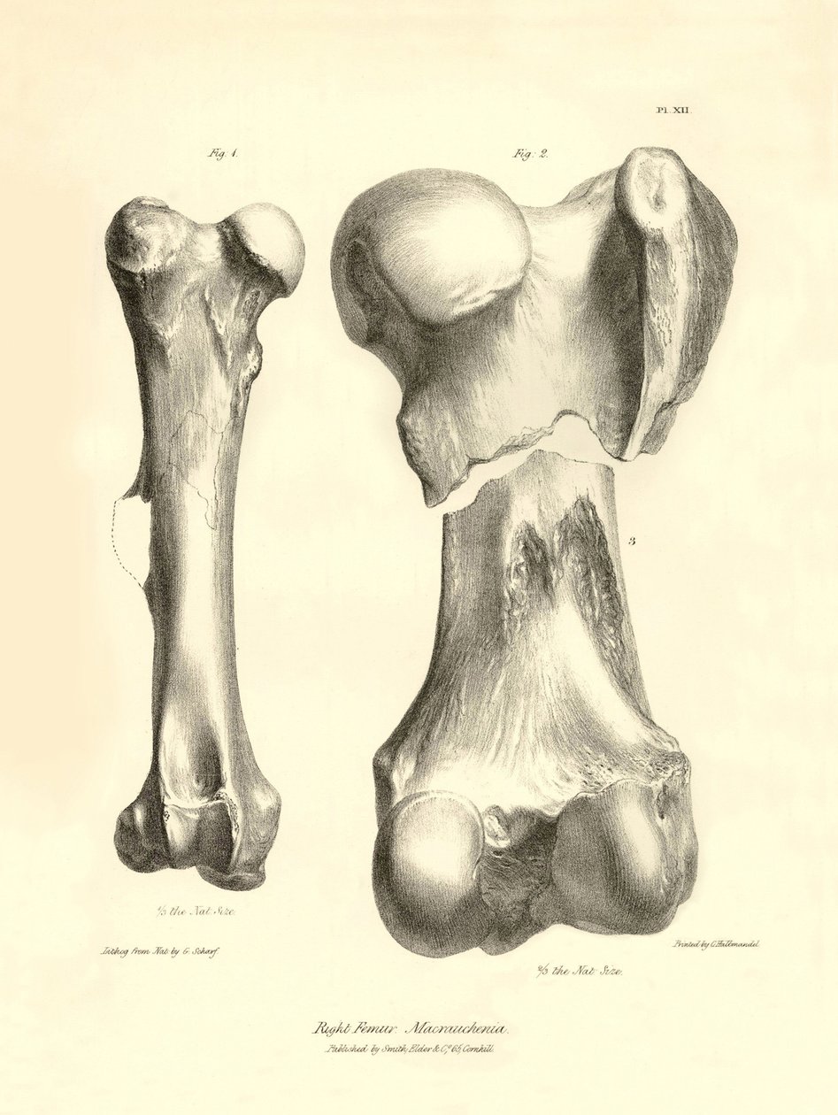 Fossile Knochen (Femur) des ausgestorbenen prähistorischen Tieres Macrauchenia beschrieben von Charles Darwin während seiner Expedition an Bord der Beagle. Tafel aus „The Zoology of the voyage of H.M.S. Beagle under the command of Captain Fitzroy during th von Unbekannter Künstler