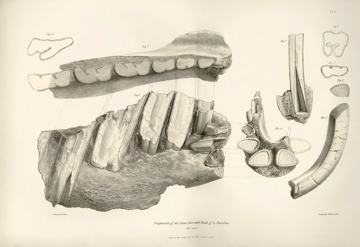 Fragment von Kiefer und Zähnen von Toxodon, einem prähistorischen Tier, gefunden von Charles Darwin in der Nähe von Montevideo, Uruguay während seiner Erkundungsreise an Bord der Beagle. Zoologie der Reise der H.M.S. Beagle unter dem Kommando von Kapitän F von Unbekannter Künstler