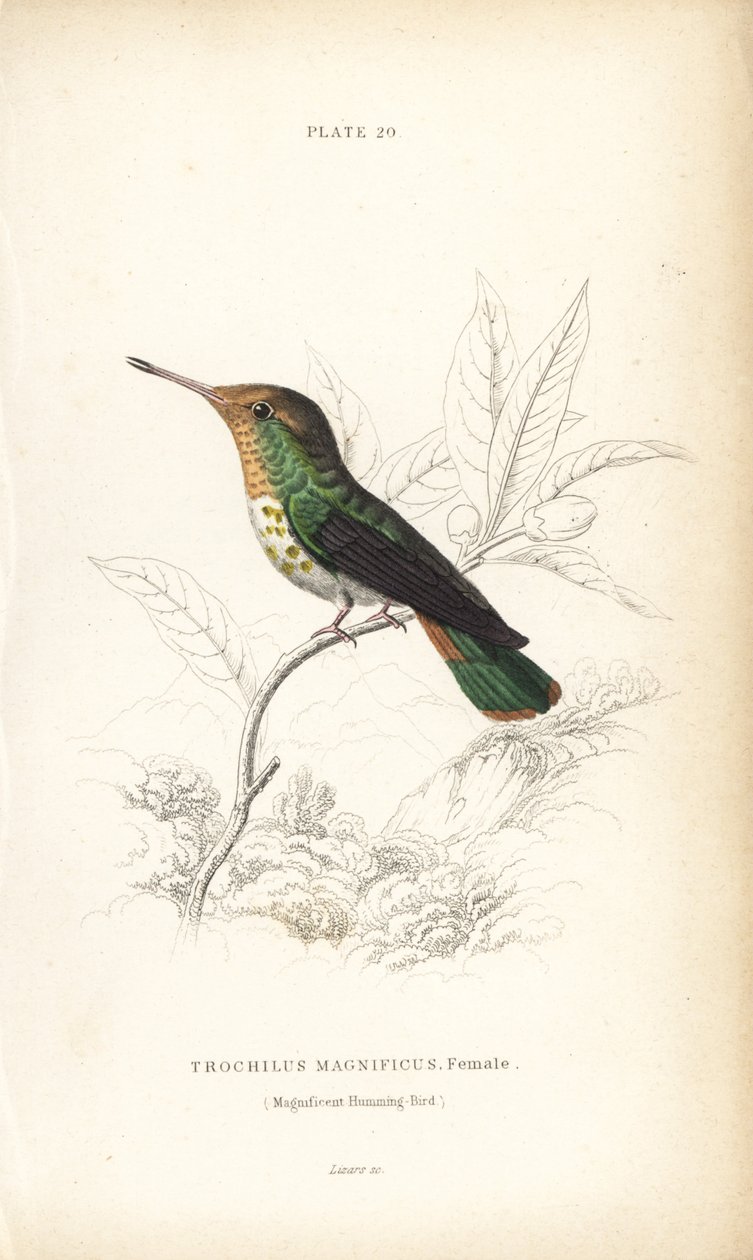 Gefranste Kokette, Lophornis magnificus, Weibchen (Prächtiger Kolibri, Trochilus magnificus). Handkolorierte Stahlstich von William Lizars aus Sir William Jardine