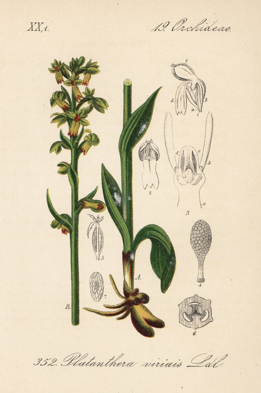 Frosch-Orchis - Frosch-Orchidee, Dactylorhiza viridis (Platanthera viridis). Handkolorierte Lithographie aus Diederich von Schlechtendal