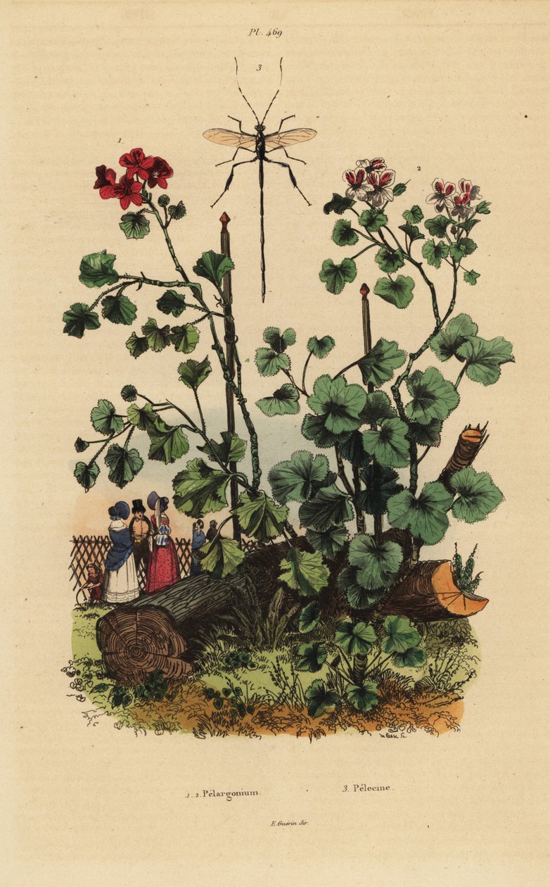 Geranium-Arten, Pelargonium daveyanum 1 und Pelargonium macranthon 2 von Unbekannt