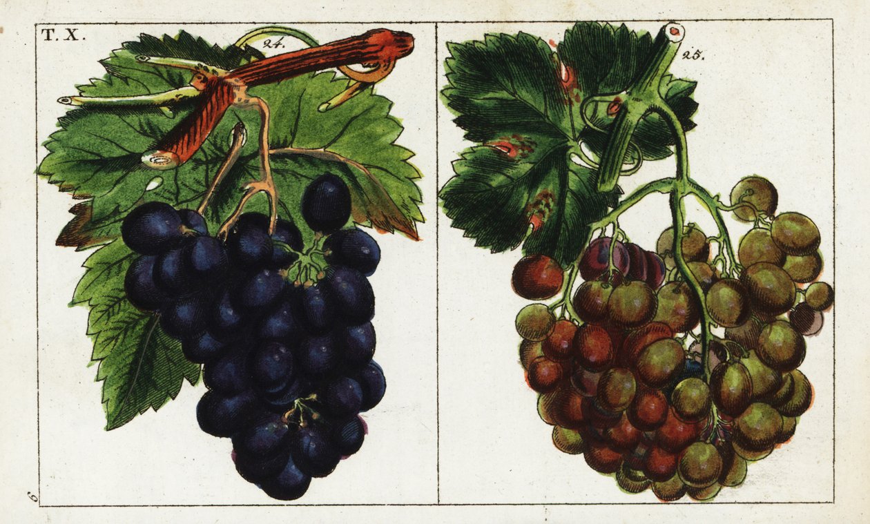 Rebsorten, Vitis vinifera von Unbekannter Künstler