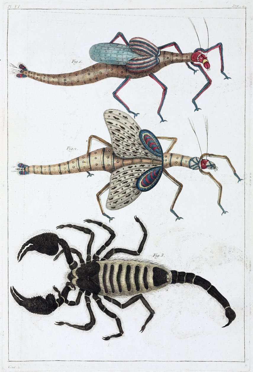 Heuschrecken und Skorpion von Unbekannt