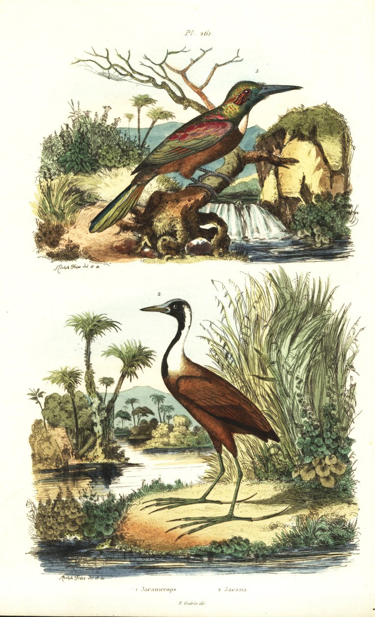 Großer Jacamar, Jacamerops aureus, und Nördlicher Jacana, Jacana spinosa von Unbekannt