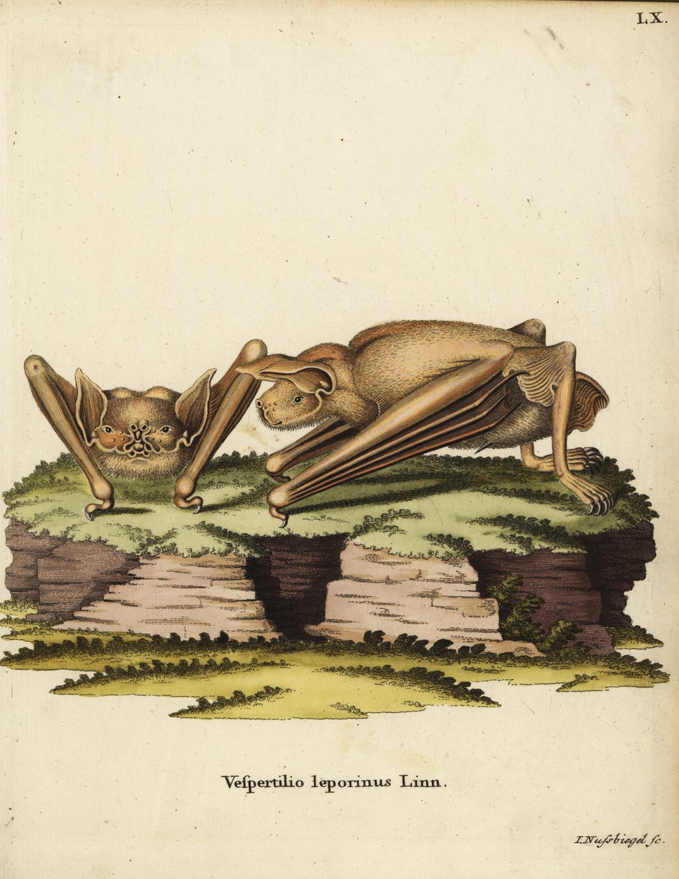 Großer Bulldog-Fledermaus, Noctilio leporinus. Vespertilio leporinus Linn. Handkolorierter Kupferstich von Johann Nussbiegel aus Johann Christian Daniel Schrebers Tierillustrationen nach der Natur, oder Schrebers Fantastische Tiere, Erlangen, Deutschland von Unbekannter Künstler