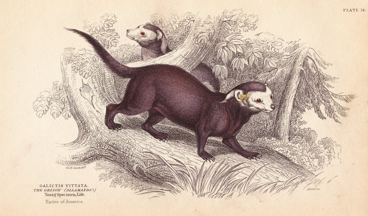 Großer Grison, Gallictis vittata. Handkolorierter Stahlstich von Lizars nach einer Illustration von Charles Hamilton Smith aus William Jardines Naturalist