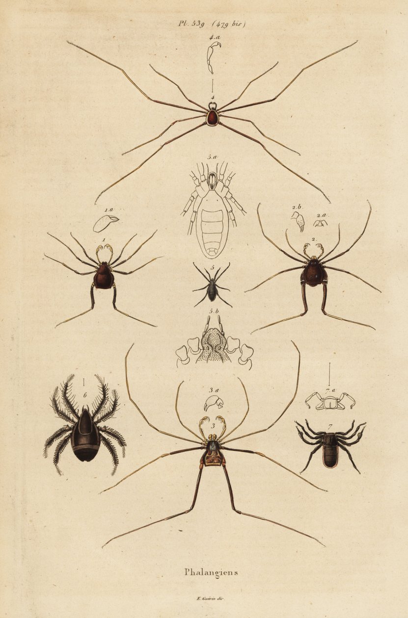 Weberknechte, Opiliones-Arten von Unbekannt