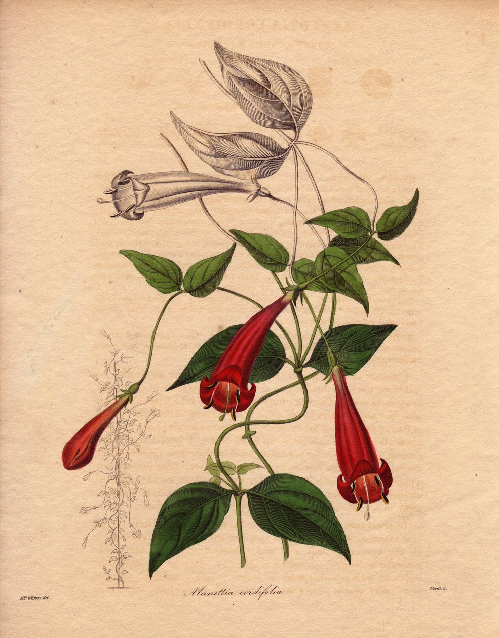 Herzblatt-Manettie (Manettia cordifolia). Illustration von Augusta Innes Withers in The Botanist, Serie von Benjamin Maund von Unbekannter Künstler