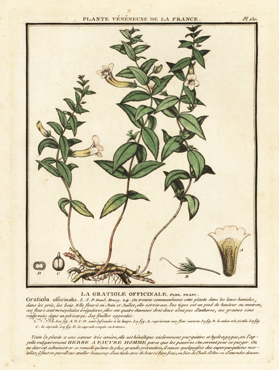 Gnadenkraut, Gratiola officinalis von Unbekannter Künstler