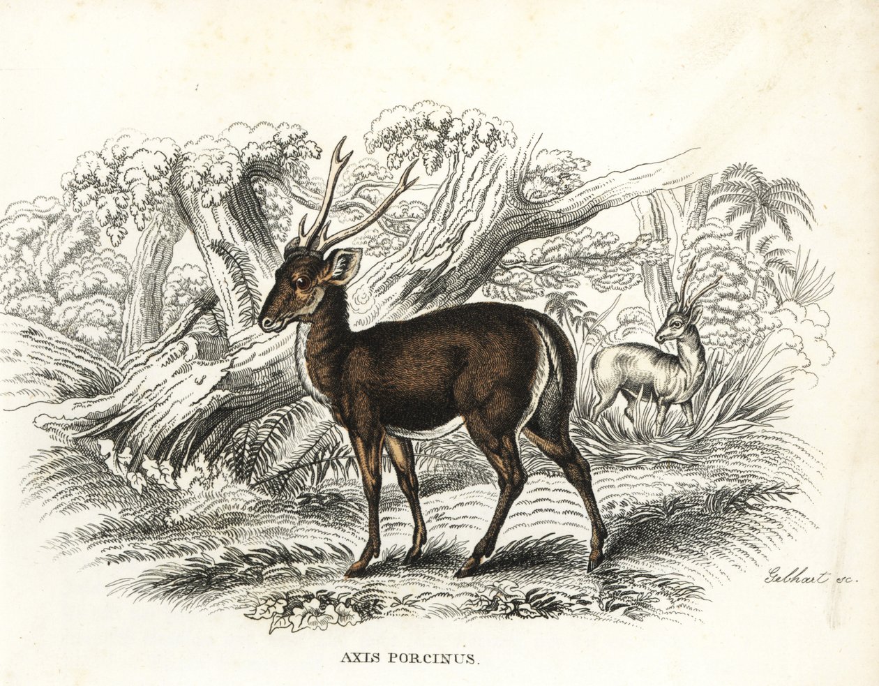 Hirschferkel, Axis porcinus, gefährdet. Handkolorierte Lithographie von Gebhart aus Georg Friedrich Treitschkes Galerie der Naturgeschichte, Naturhistorischer Bildersaal des Tierreiches, Leipzig-1842 von Unbekannter Künstler
