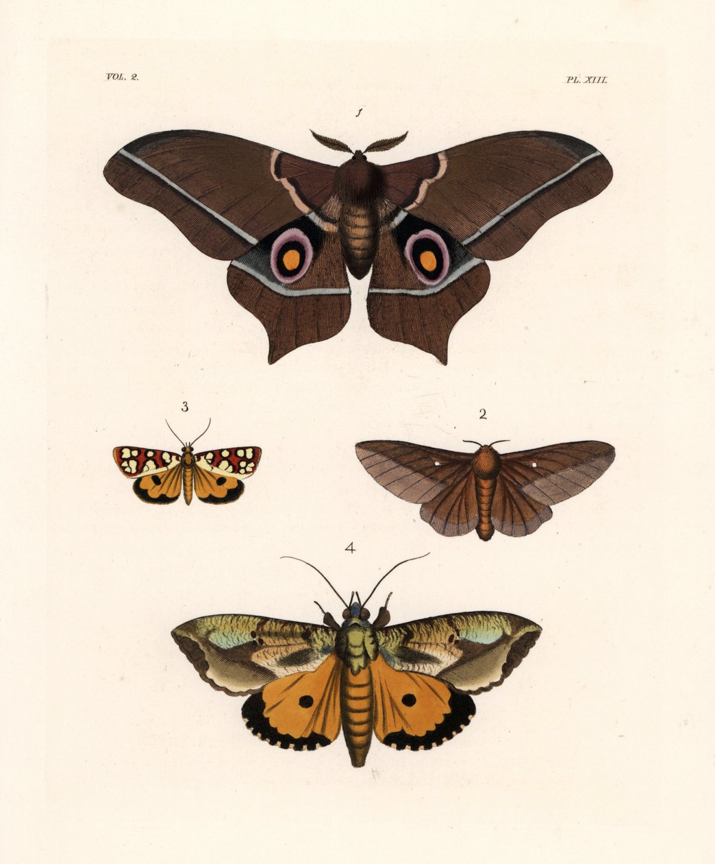 Imbrasia epimethea (Saturnia epimethea) 1, Rosa-gestreifte Eichenwurm-Motte, Anisota virginiensis (Dryocampa virginiensis) 2, Crameria aegocera (Aegocera amabilis) 3, und Eudocima materna (Triphaena materna) 4. Handkolorierte Lithographie aus John O. Westw von Unbekannter Künstler