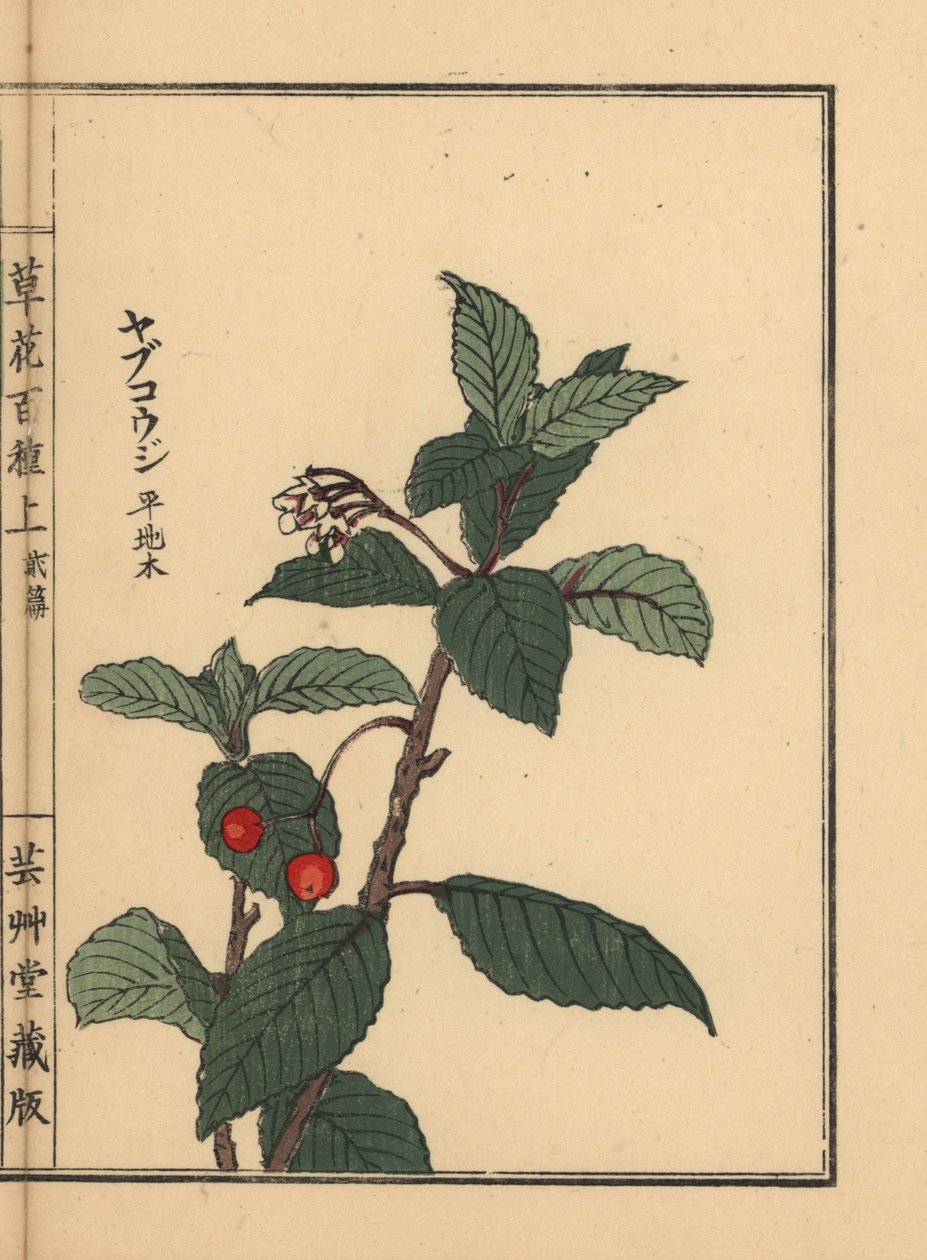 Japanische Ardisia oder Chirimen Marlberry, Ardisia japonica. Handkolorierter Holzschnitt von Kono Bairei aus Kusa Bana Hyakushu (Hundert Blumenarten) von Unbekannter Künstler