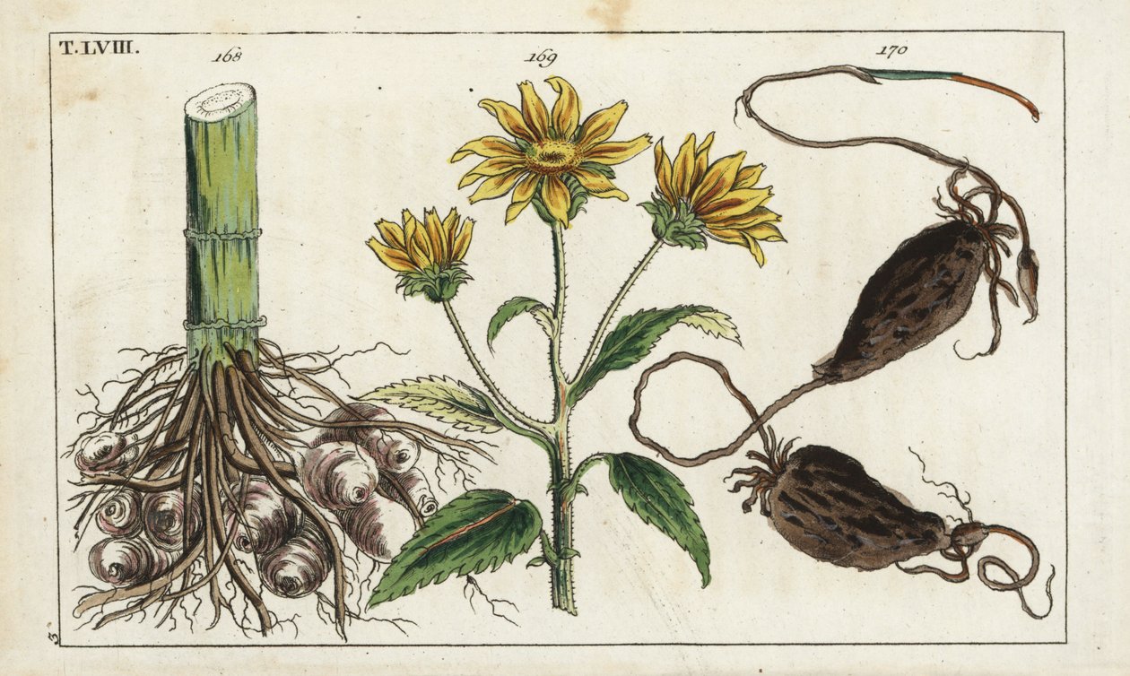 Topinambur (Helianthus tuberosus Wurzel) von Unbekannter Künstler