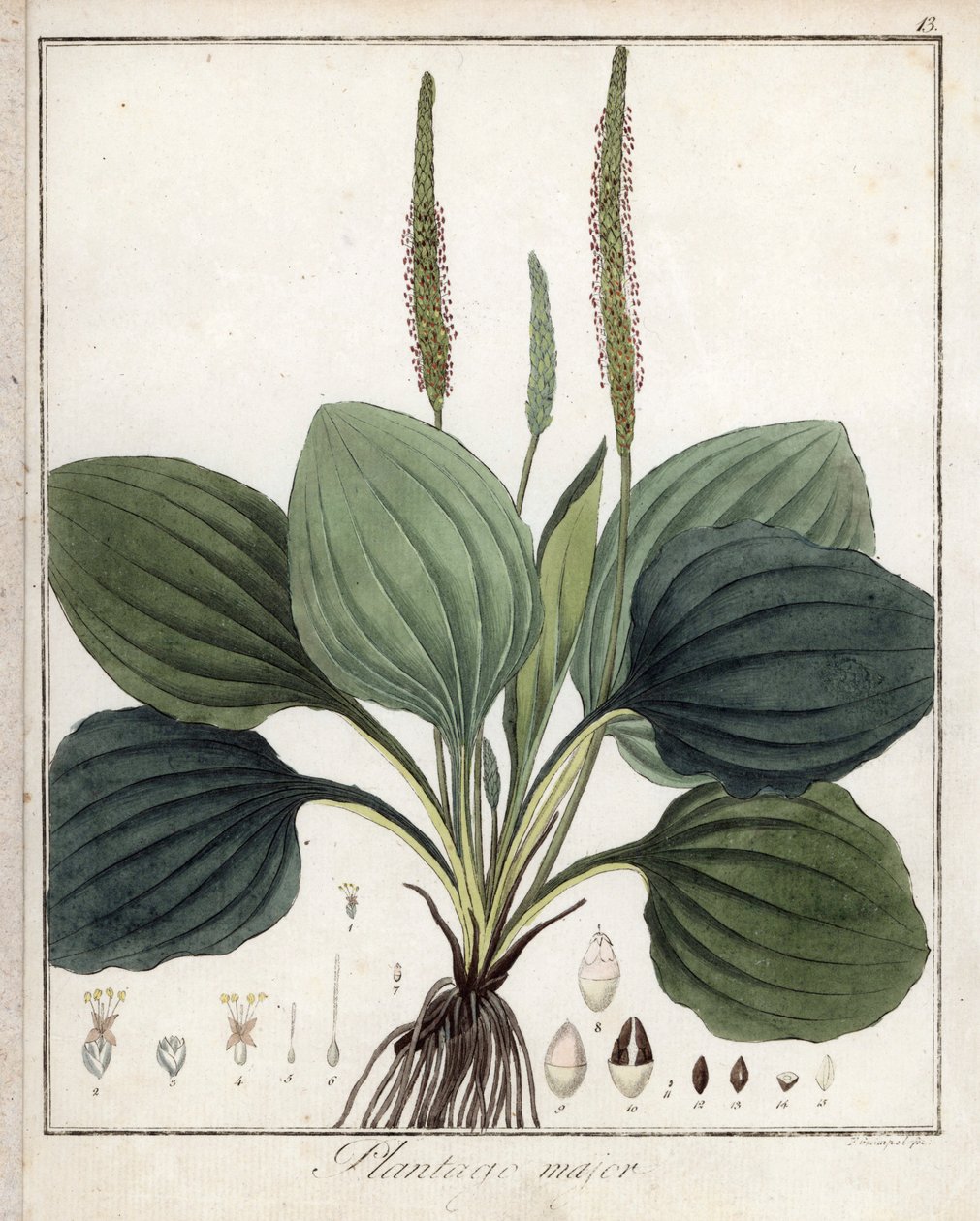 Großer Wegerich oder Wegerich Major (oder Wegerich der Vögel) - Lithographie von F. Guimpel, entnommen aus der medizinischen Botanik von Friedrich Gottlob Haynes (1763-1832), Berlin von Unbekannter Künstler