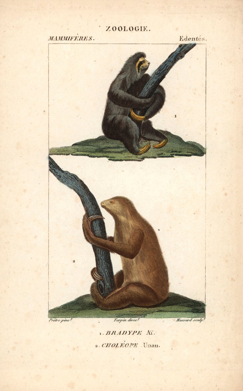 Faultier mit drei Zehen und Hoffmanns Zweifingerfaultier - Radierung von Jean Gabriel Pretre (1780-1845), graviert von Carnonkel, für das Wörterbuch der Naturwissenschaften: Säugetiere von Frederic Cuvier, herausgegeben von Pierre Jean Francois Turpin (177 von Unbekannter Künstler