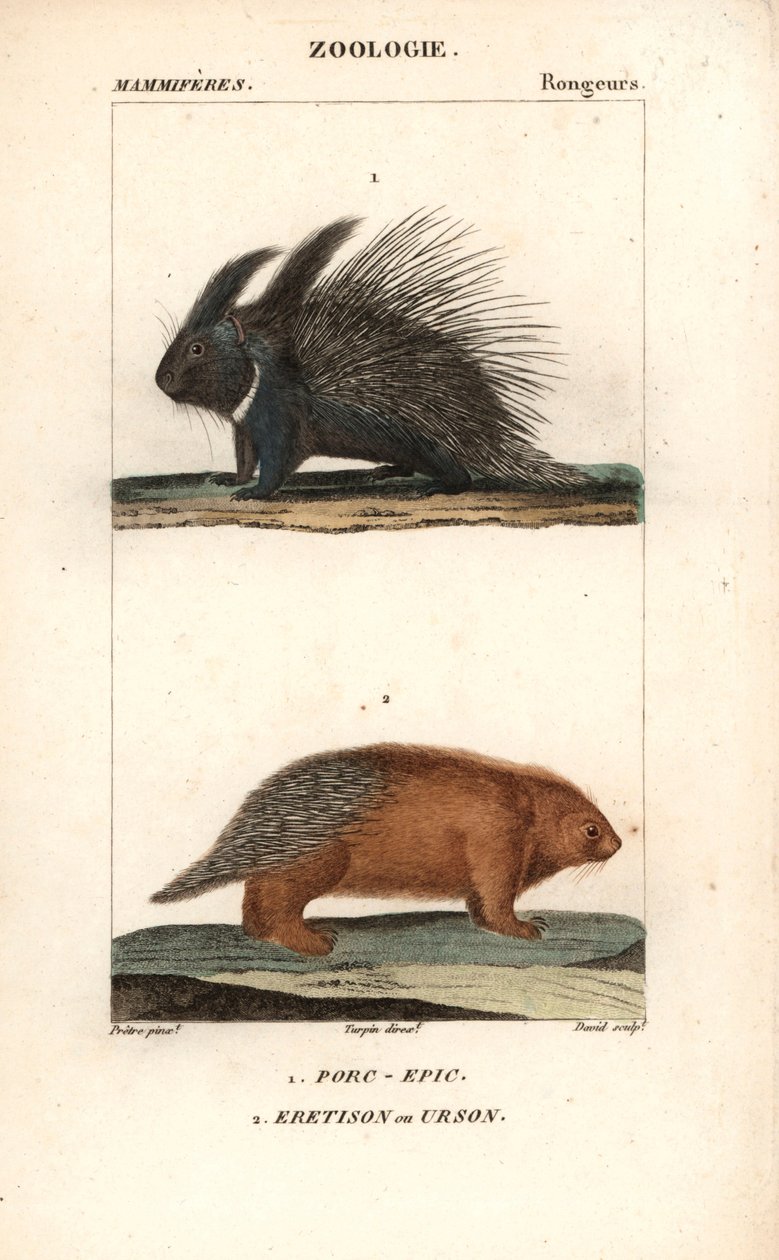 Das Stachelschwein und der Urson von Unbekannter Künstler
