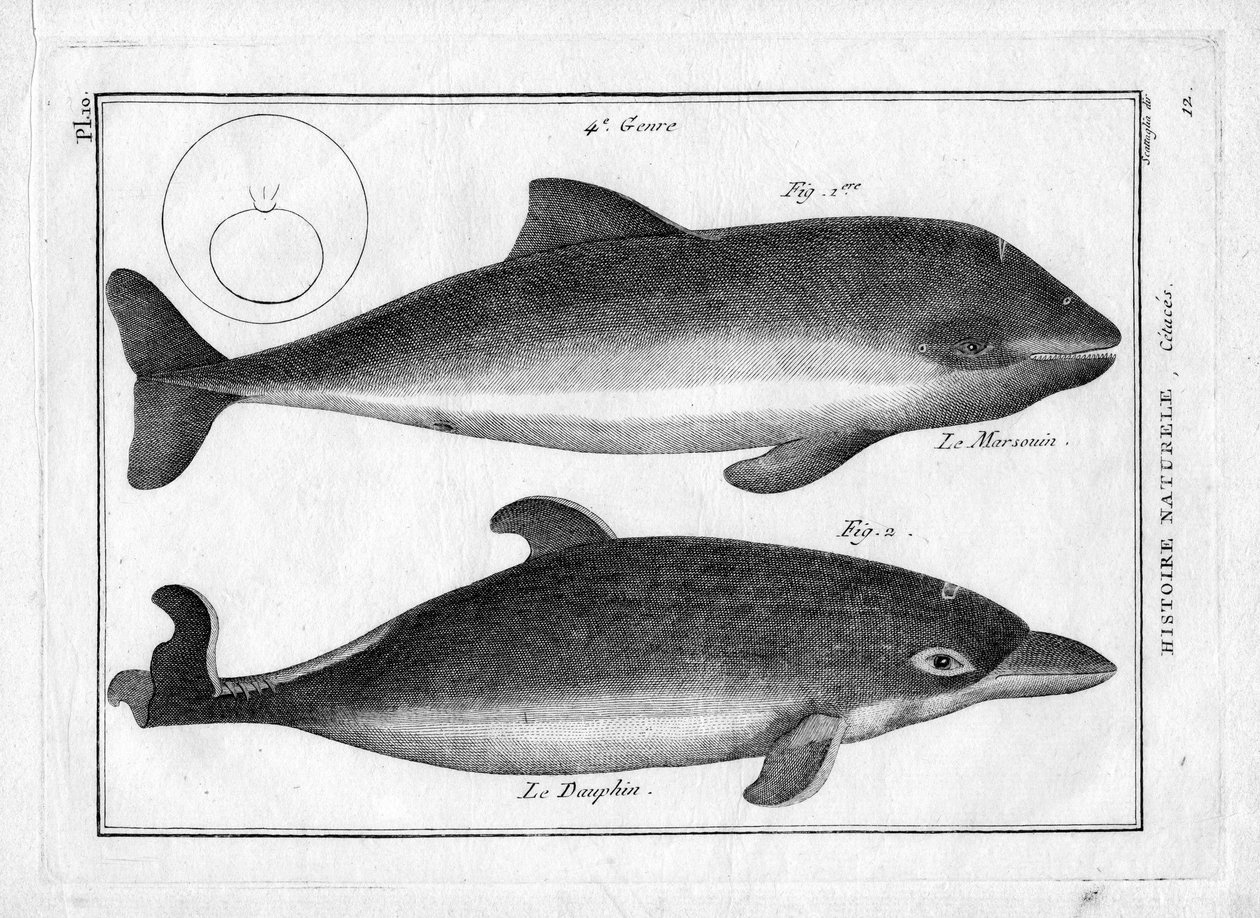 Der Schweinswal und der Delfin in „Painting Encyclopedique et Methodique des trois Regnes de la Nature“ von Pierre Joseph Bonnaterre (1762-1804). Paris 1784. von Unbekannter Künstler