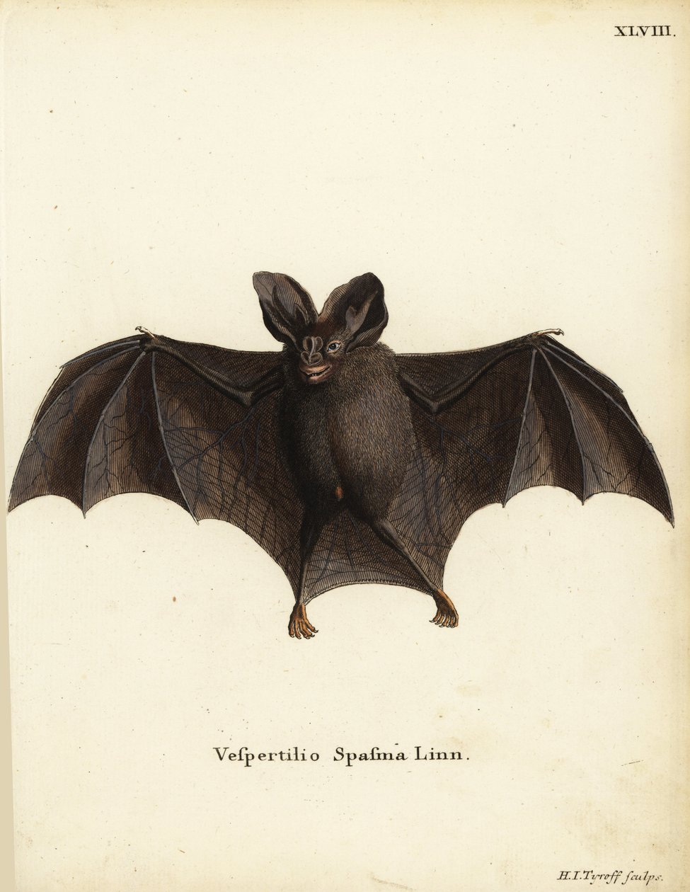 Kleine Falsche Vampirfledermaus, Megaderma spasma. Vespertilio spasma Linn. Handkolorierter Kupferstich von Hermann Jakob Tyroff aus Johann Christian Daniel Schrebers Tierillustrationen nach der Natur, oder Schrebers Fantastische Tiere, Erlangen, Deutschl von Unbekannter Künstler