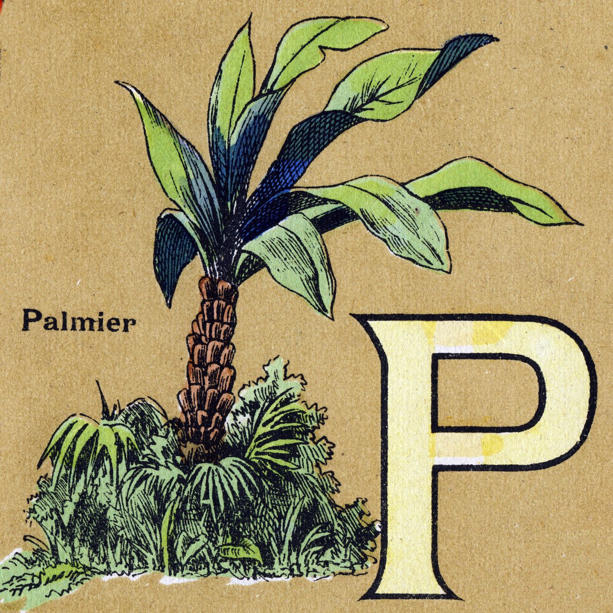 Buchstabe P wie Palme. Illustriertes Alphabet. Bildereien vereint in Jarville-Nancy, Anfang des 20. Jahrhunderts. Dim: 40 x 29 cm. Lithographie auf bistre Hintergrund von Unbekannt