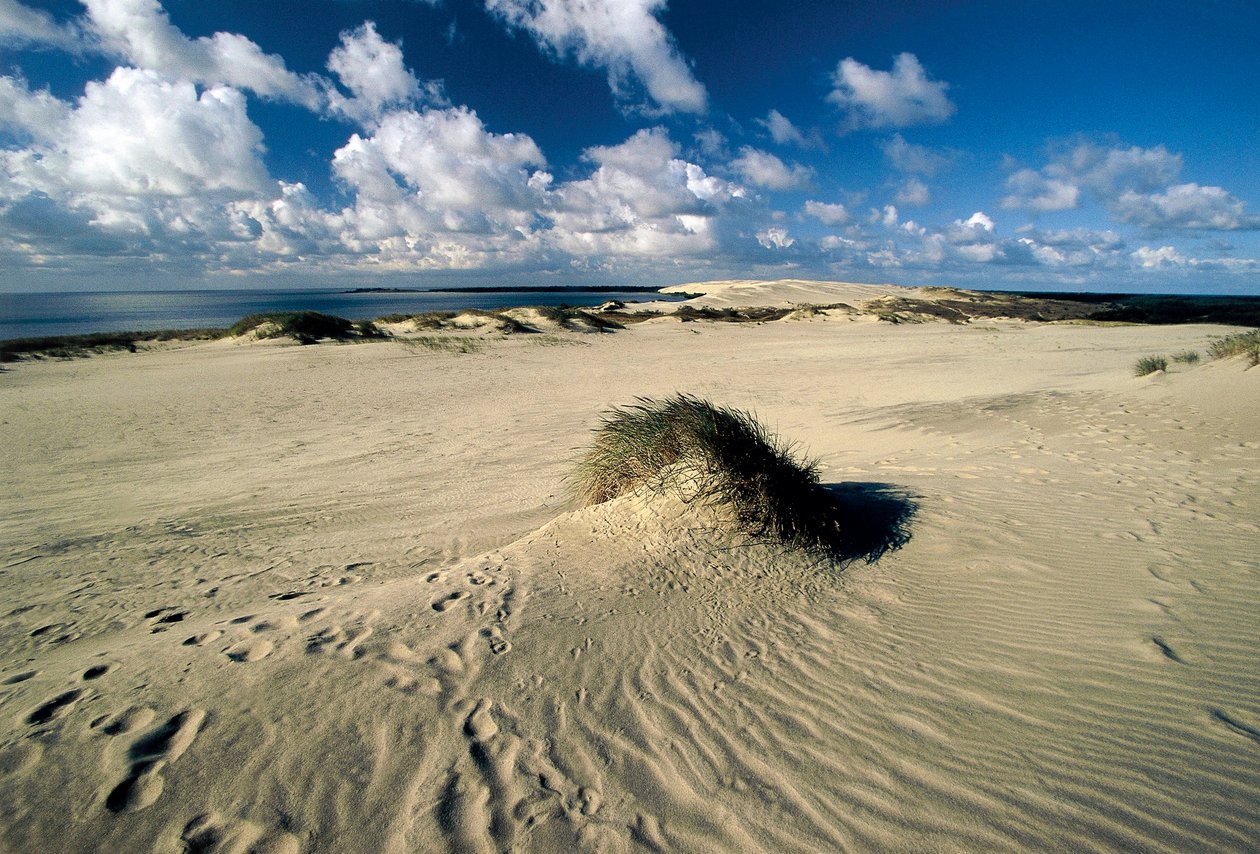 Bewegende Sanddünen, Prussische Sahara, Kurische Nehrung, Nida, Klaipeda, Litauen von William M. Timlin