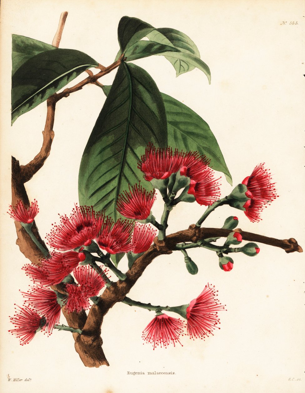 Malaiischer Rosenapfel, Syzygium malaccense (Eugenia malaccensis). Handkolorierter Kupferstich von George Cooke nach einer Illustration von William Miller aus Conrad Loddiges