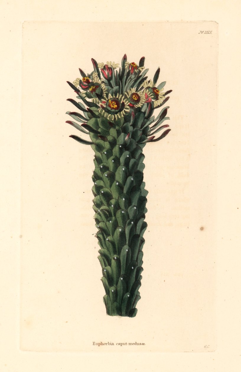 medusenhaupt-euphorbia-caput-medusae-handkolorierter-kupferstich-von