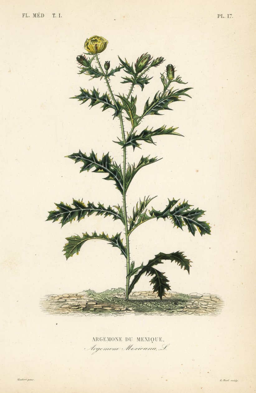 Mexikanischer Mohn, Argemone mexicana von Unbekannt