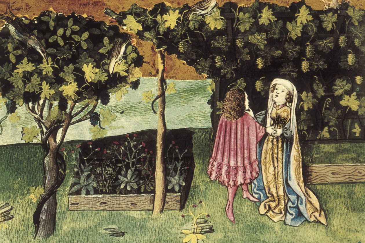 Miniatur über Trauben, Frucht, die Bauchfett reduziert und schlank macht - IBN BUTLAN, Abu-l Hasan al-Mujtar (ca. 1001 - 1066). Nestorianischer christlicher Arzt und Philosoph aus Bagdad. Folio 83r. Illustration über die Trauben, Frucht, die Bauchfett redu von Unbekannter Künstler