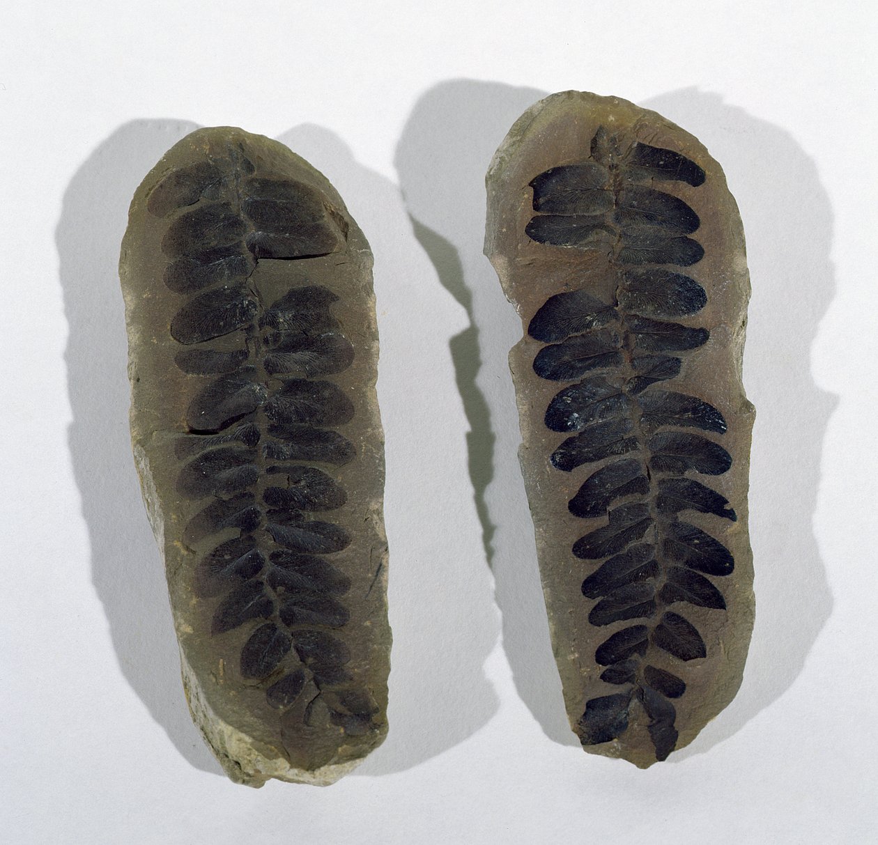 Neuropteris (Frond eines Meeresfarns) gefunden in Coseley, Staffordshire, Oberkarbonzeit von Unbekannt