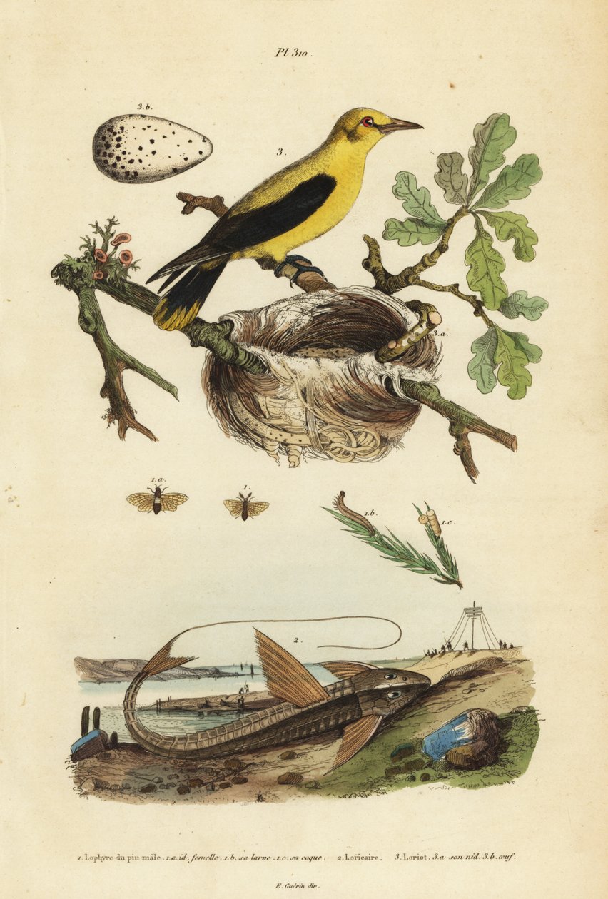 Oriole-Schwarzvogel, Gymnomystax mexicanus, Nest und Eier 3, Schokoladen-Loricariid-Panzerwels, Loricaria cataphracta 2, und Kiefernsägeblattwespe, Neodiprion sertifer 1 von Unbekannt