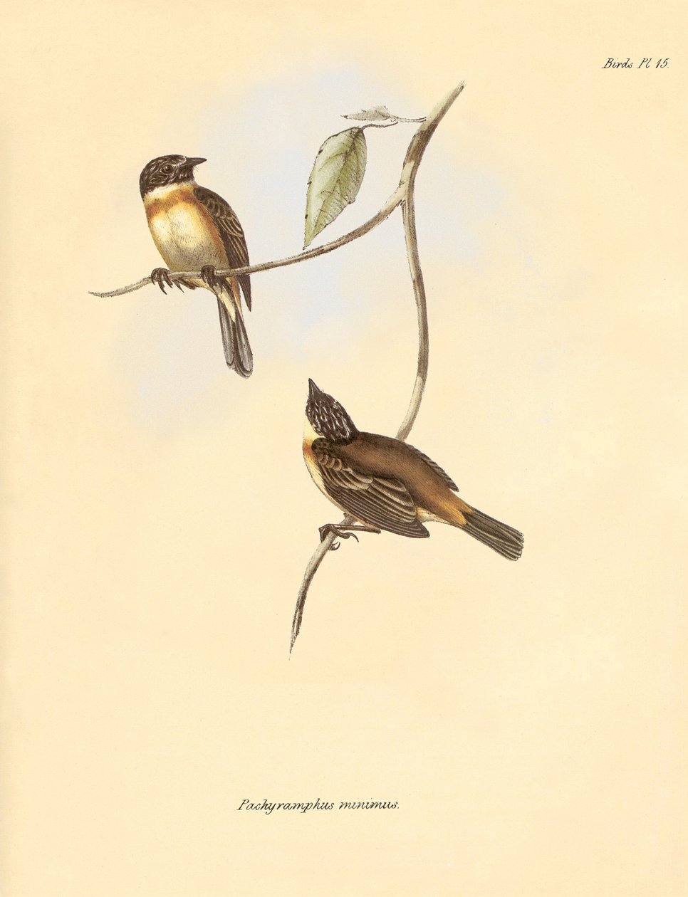 Ornithologie: Der „Pachyramphus minimus“ der Buchenfamilie beschrieben von Charles Darwin während seiner Forschungsreise an Bord der Beagle. Tafel aus „The Zoology of the voyage of H.M.S. Beagle under the command of Captain Fitzroy during the years 1832 to von Unbekannter Künstler