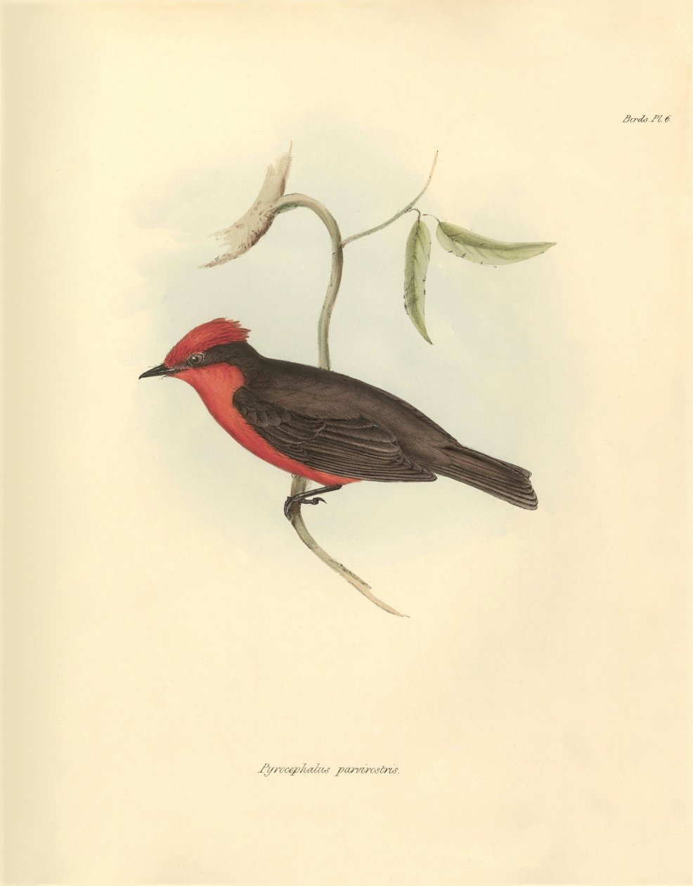 Ornithologie: Der „Pyrocephalus parvirostris“ der Vogelart beschrieben von Charles Darwin während seiner Erkundungsreise an Bord der Beagle. Tafel aus „The Zoology of the voyage of H.M.S. Beagle under the command of Captain Fitzroy during the years 1832“ von Unbekannter Künstler