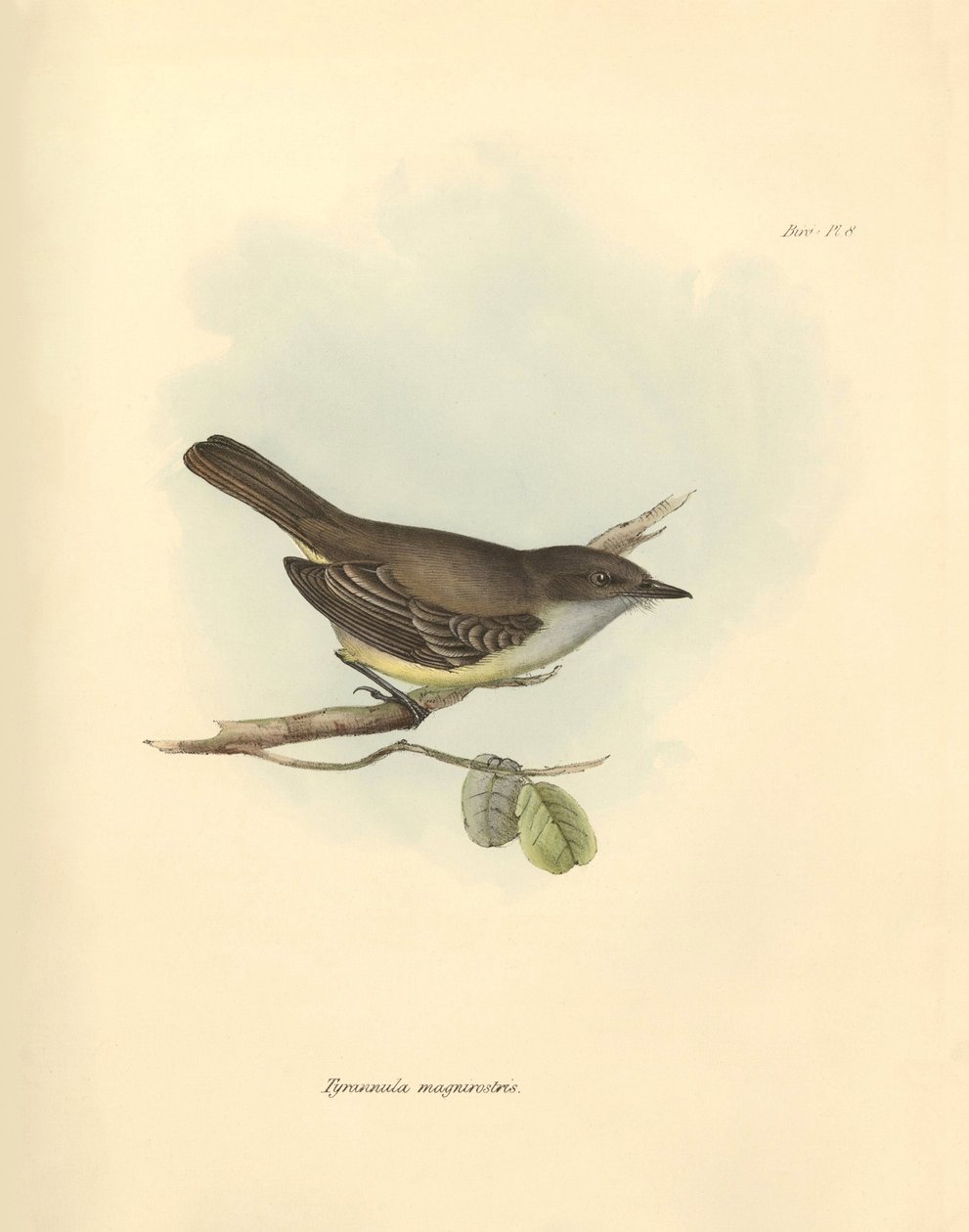 Ornithologie: Die „Tyrannula magnirostris“ der Vogelfamilie beschrieben von Charles Darwin während seiner Erkundungsreise an Bord der Beagle. Tafel aus „The Zoology of the voyage of H.M.S. Beagle under the command of Captain Fitzroy during the years 1832 t von Unbekannter Künstler