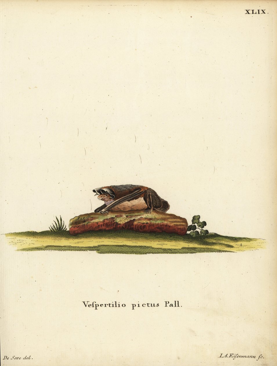 Bemalte Wollfledermaus, Kerivoula picta. Vespertilio pictus Linn. Handkolorierter Kupferstich von Jakob Andreas Eisenmann nach einer Illustration von Jacques de Seve aus Johann Christian Daniel Schrebers Tierillustrationen nach der Natur, oder Schrebers F von Unbekannter Künstler