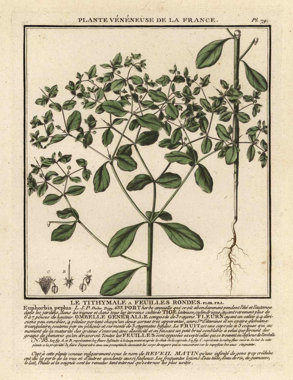 Kleinblütige Wolfsmilch, Euphorbia peplus von Unbekannter Künstler