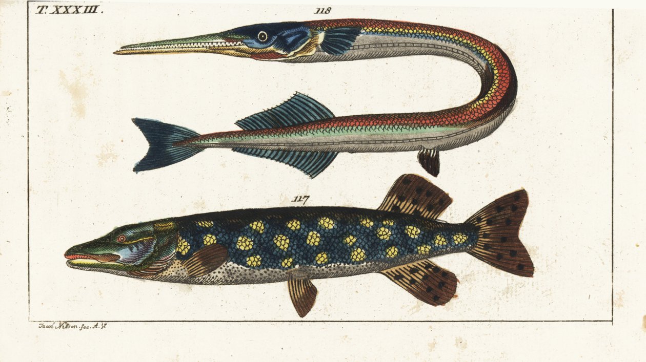 Hecht (oder Nordhecht) - Orphia - Nordhecht, Esox lucius 117, und Meernadel oder Hornhecht, Belone belone 118. Handkolorierter Kupferstich nach Jacob Nilson aus Gottlieb Tobias Wilhelm