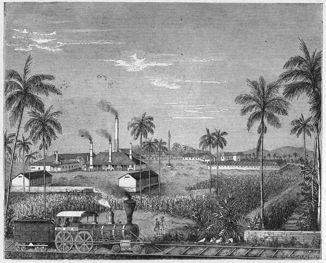 Zuckerrohrplantage in Kuba, ca. 1880 (Gravur) von Unbekannter Künstler