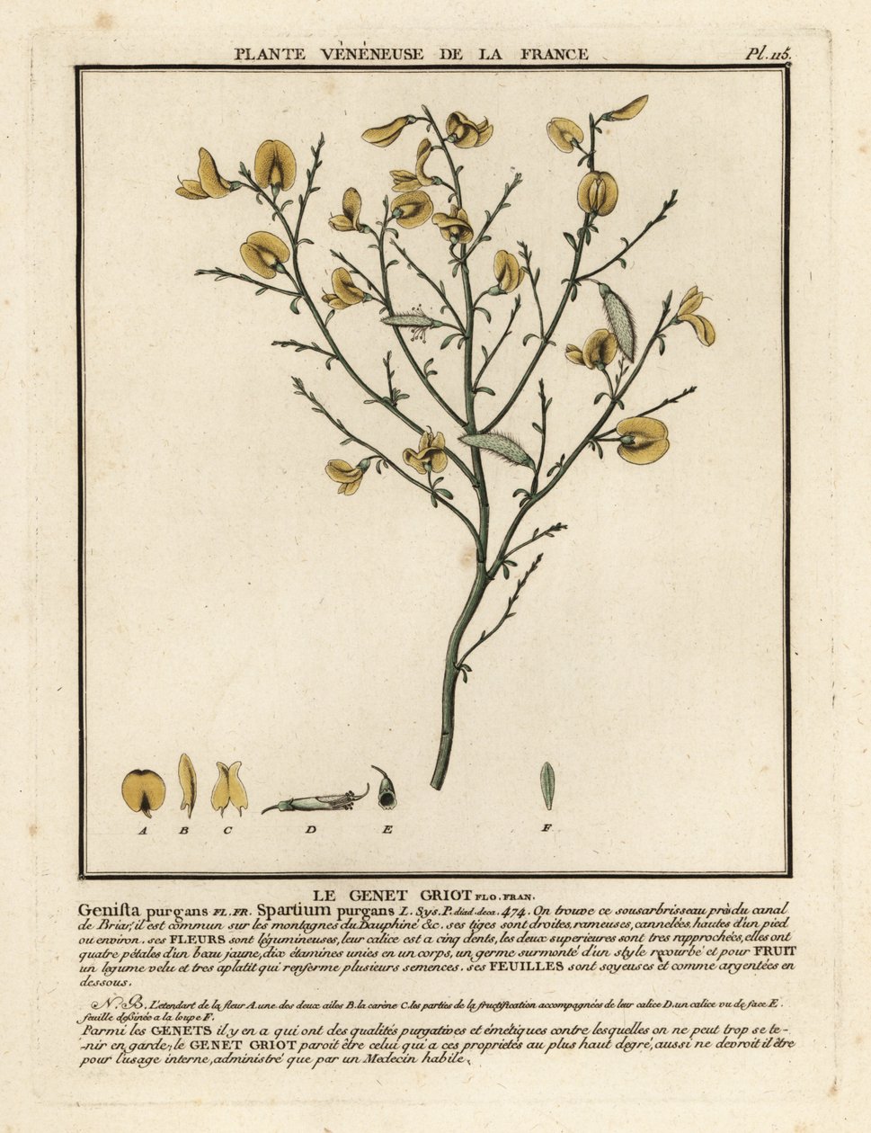 Purgier-Ginster, Cytisus purgans von Unbekannter Künstler