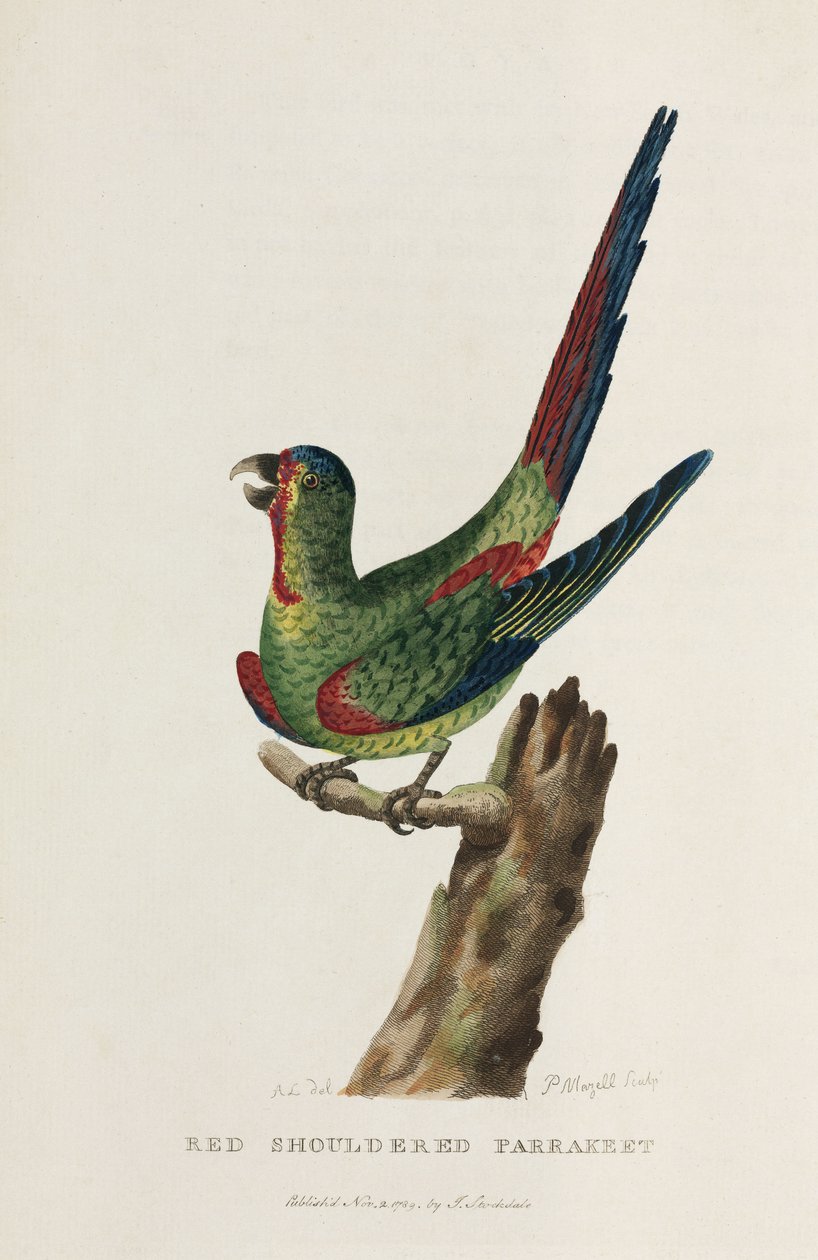 Rotschulter-Sittich, Australien, ca. 1788 von Unbekannter Künstler