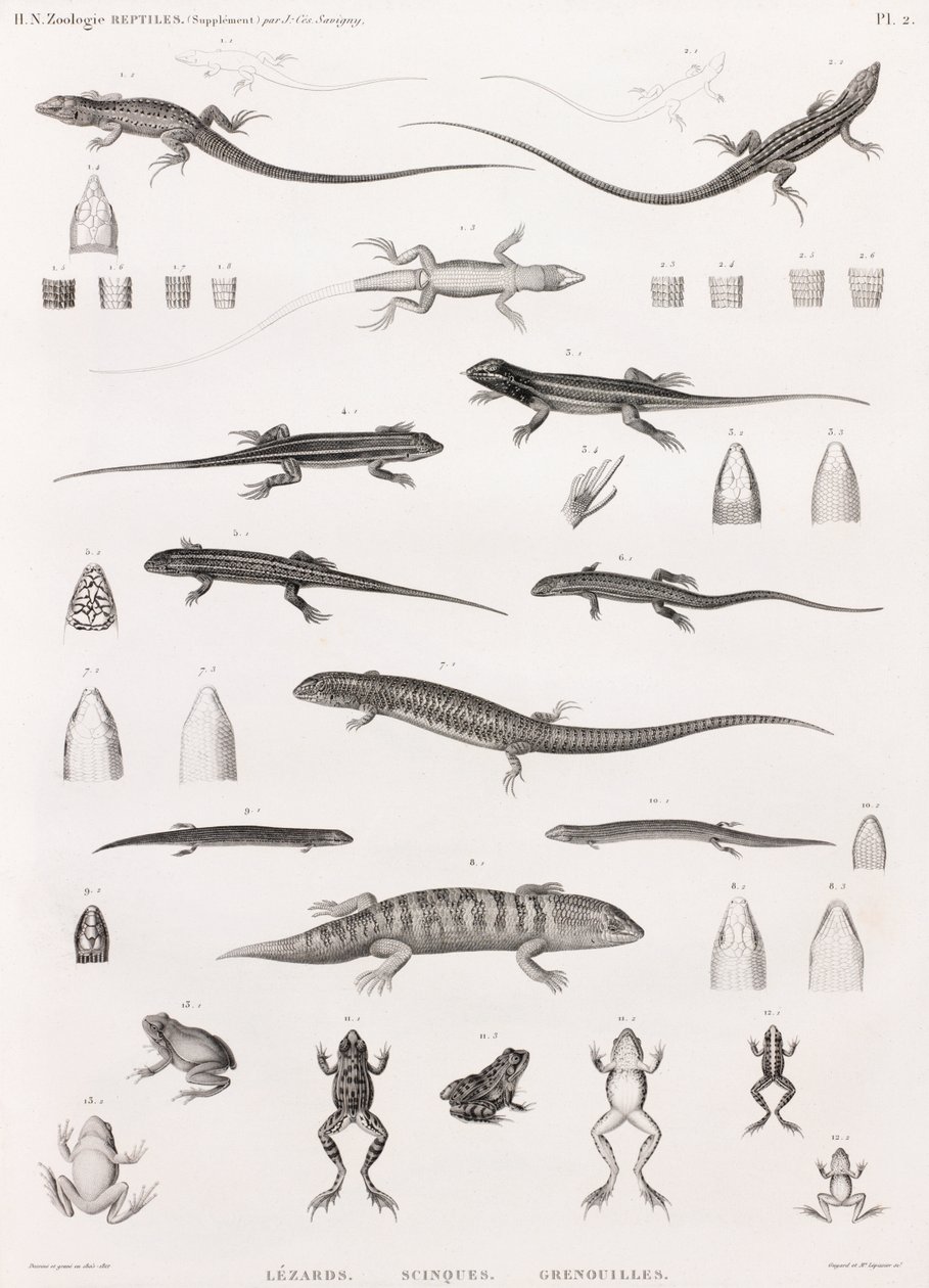 Reptilien: Serie von Illustrationen von Eidechsen, Skinken und Fröschen von Unbekannt