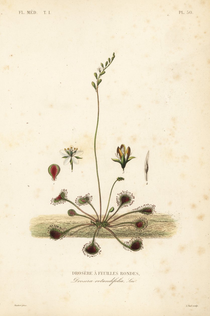 Rundblättriger Sonnentau, Drosera rotundifolia von Unbekannt