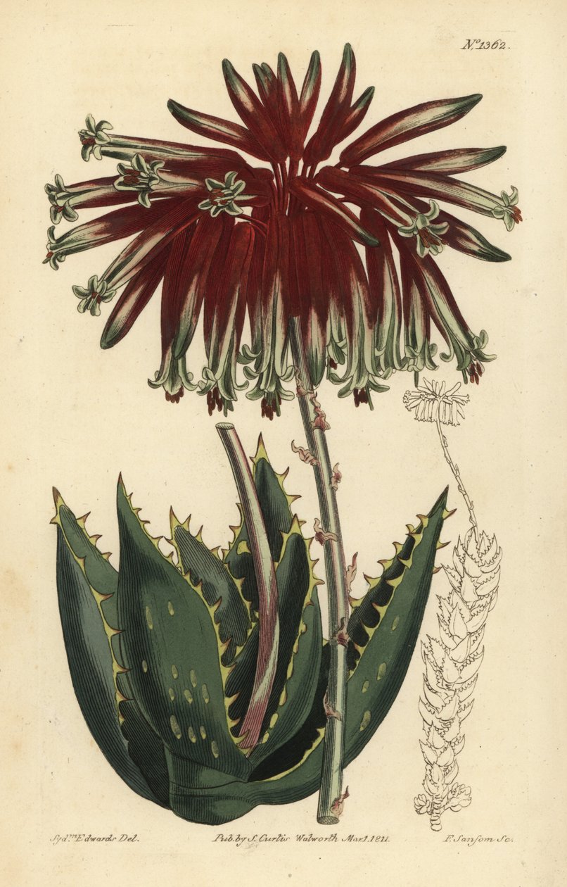 Aloe perfoliata von Unbekannt
