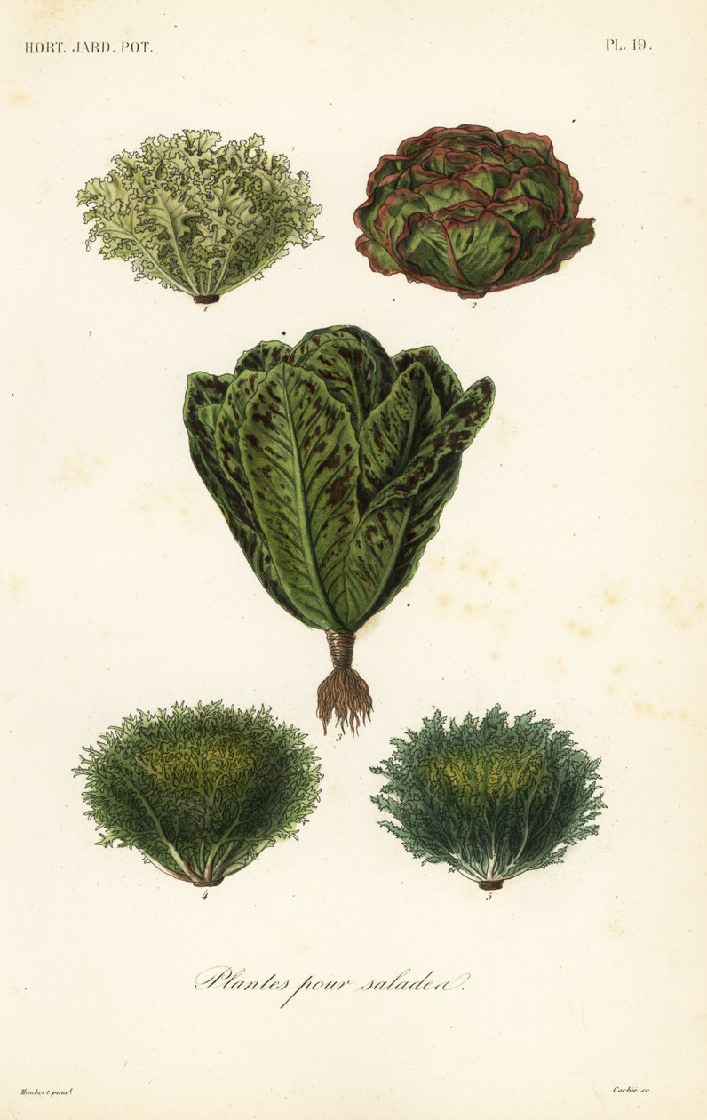 Salatgemüse, plantes pour salades von Unbekannt