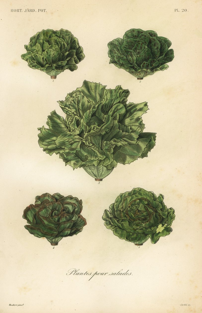 Salatgemüse, plantes pour salades von Unbekannt