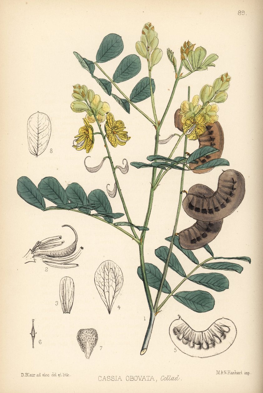 Senegal-Senna, Italienische Senna oder Port Royal Senna, Senna italica (Cassia obovata). Handkolorierte Lithographie von Hanhart nach einer botanischen Illustration von David Blair aus Robert Bentley und Henry Trimen