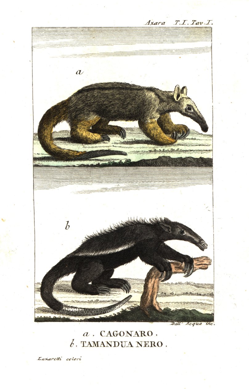 Seidenameisenbär oder Zwergameisenbär (Fourmilier) (Azaras Cagouare), Cyclopes didactylus, und schwarzer Tamandua von Unbekannter Künstler