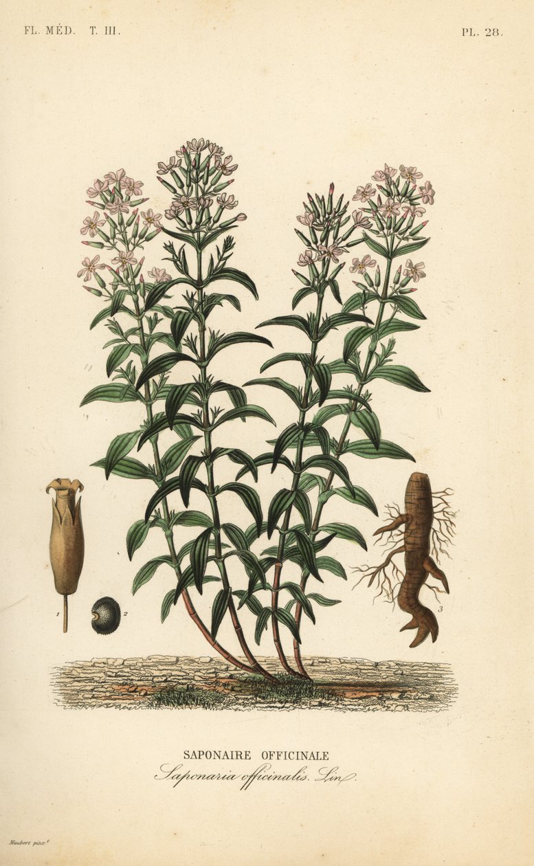 Seifenkraut, Saponaria officinalis von Unbekannt