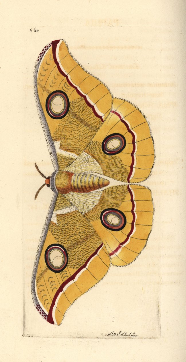 Südindischer kleiner Tussore, Antheraea paphia (Phalaena paphia). Illustration gezeichnet und graviert von Richard Polydore Nodder. Handkolorierter Kupferstich aus George Shaw und Frederick Nodder