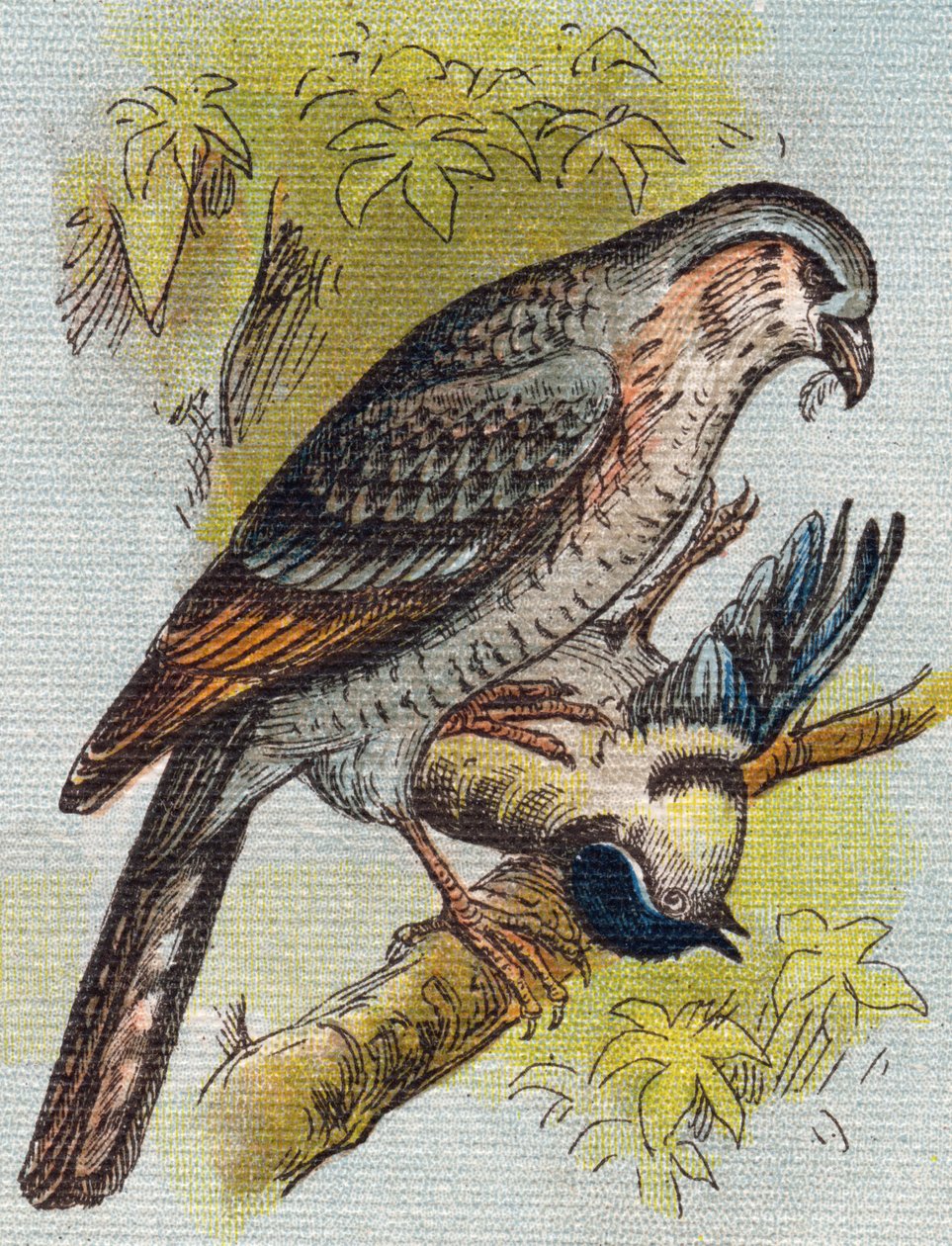 Spatz. Gravur in "Alphabet de ma petite fille". Bernardin-Bechet und Fils, Buchhändler-Verleger, Paris, um 1895. von Unbekannt