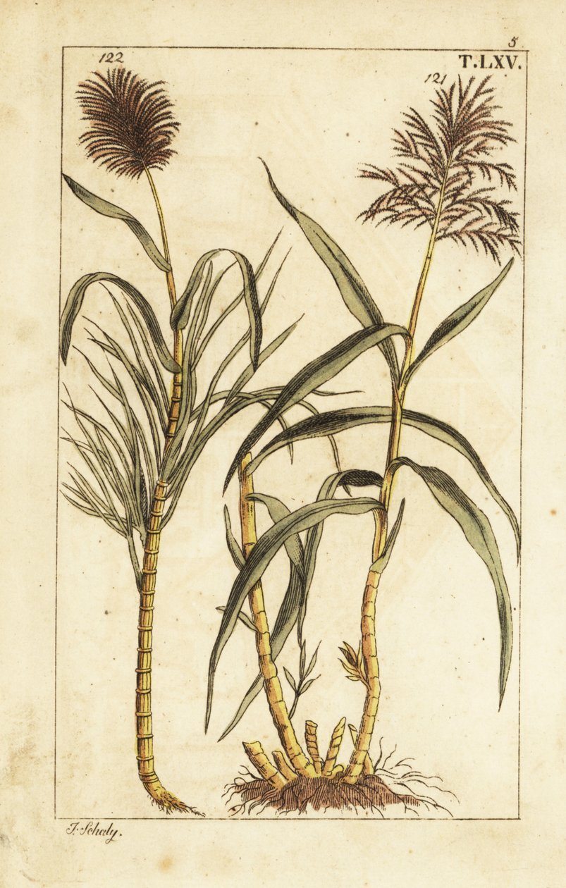 Zuckerrohr, Saccharum officinarum von Unbekannter Künstler